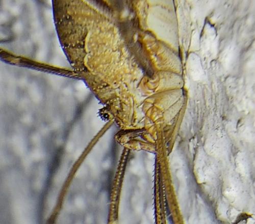 Réf. 350 234 : Phalangium opilio